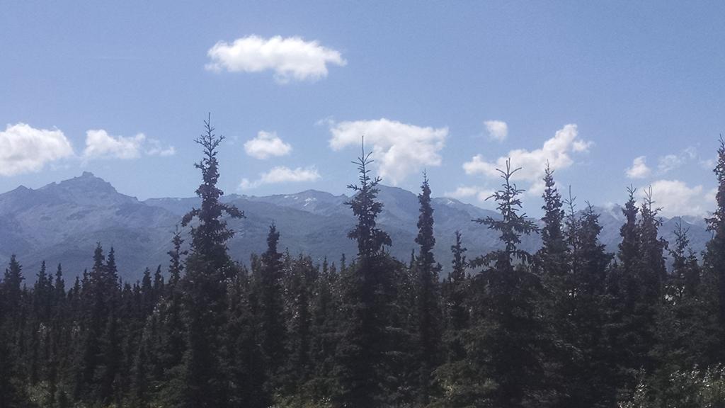 הילי Denali'S Alaskan Spruce Cabins מראה חיצוני תמונה