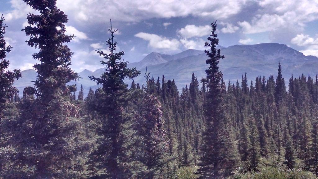 הילי Denali'S Alaskan Spruce Cabins מראה חיצוני תמונה